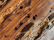Traitement du bois contre les termites