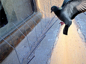 Illustration - BIRD GUARD 4