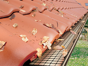 Illustration - STOP FEUILLES