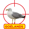 Goélands