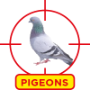 Pigeons