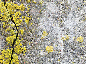 Traitements des murs